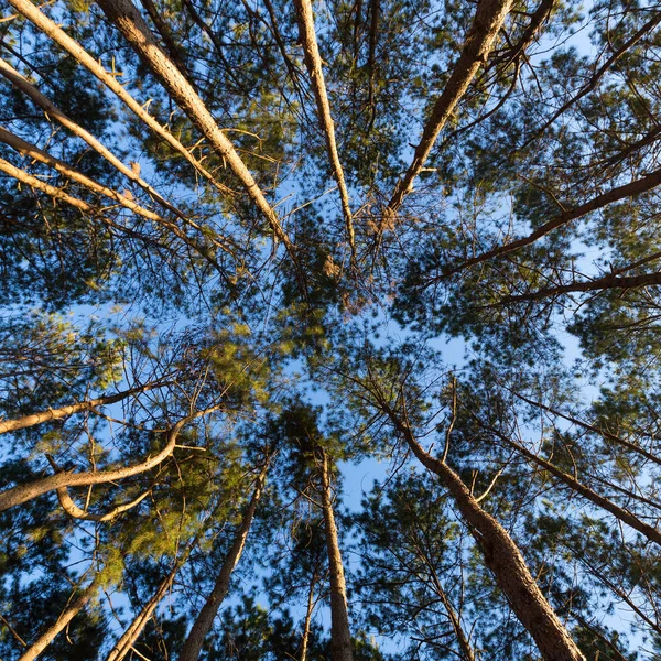 Mirando desde debajo de los pinos — Foto de Stock