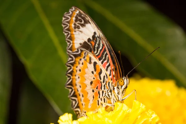 Papillon sur fleur — Photo