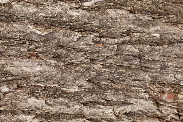 Hintergrund gestreifte Rinde — Stockfoto