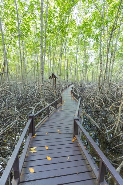 Pont en bois dans la forêt de mangroves — Photo