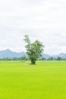 Pirinç tarlaları ağacında
