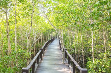 mangrov orman içinde ahşap köprü