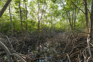 Birçok mangrov orman