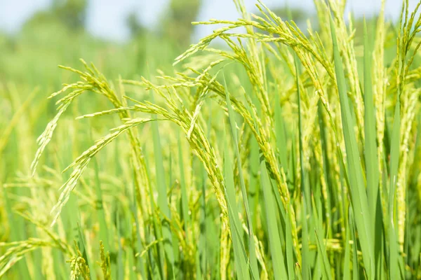 Ris i risfälten — Stockfoto