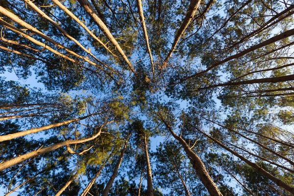 Mirando desde debajo de los pinos — Foto de Stock