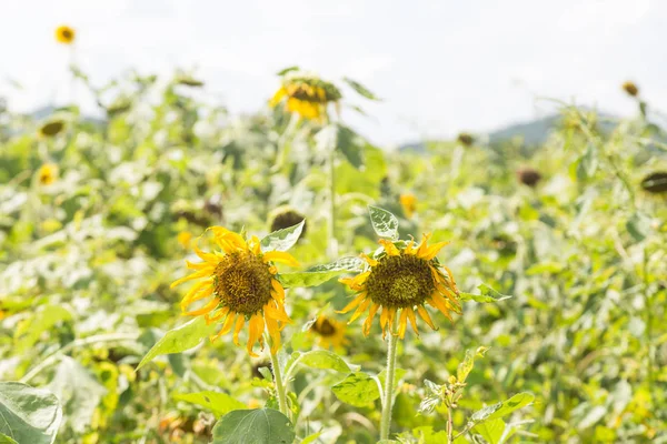 Girasol en plena floración . — Foto de Stock