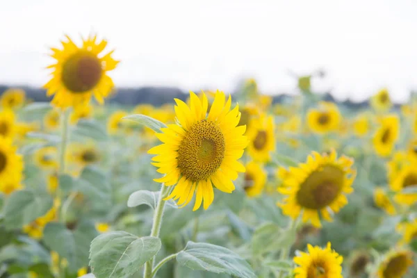 Sunflowers blooming in the field. — Stock Photo, Image