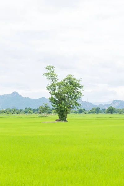 Arbre dans les rizières — Photo