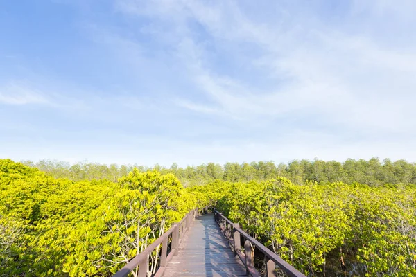 Mangrov ormanları içinde köprü geçit. — Stok fotoğraf