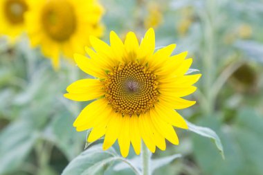 Tarlada açan ayçiçekleri.