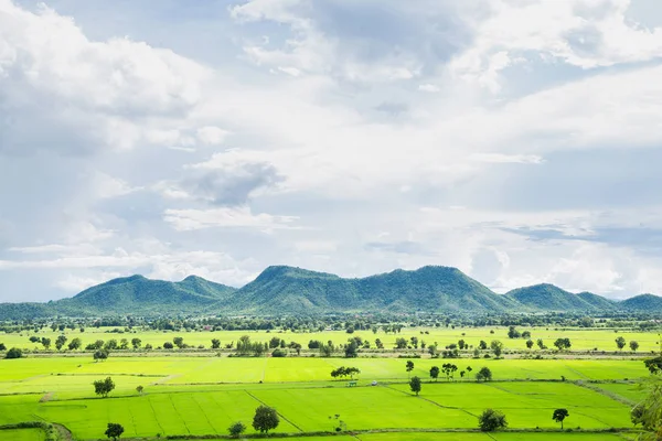 Wide rice fields — Stock Photo, Image