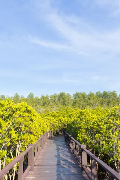 Most chodník v mangrovových lesů. — Stock fotografie