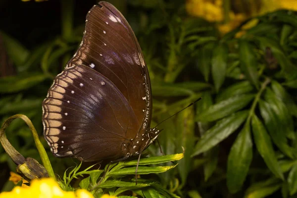 Butterfly on Flower — Stock Photo, Image