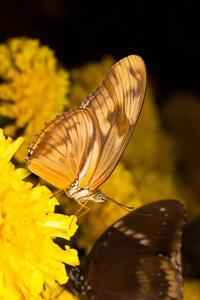 Papillon sur fleur — Photo