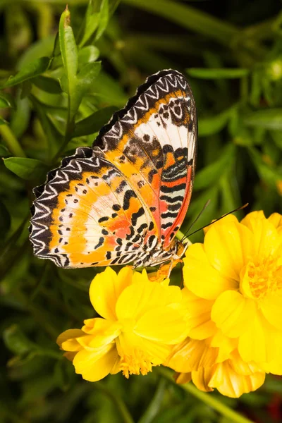 蝴蝶在花上 — 图库照片