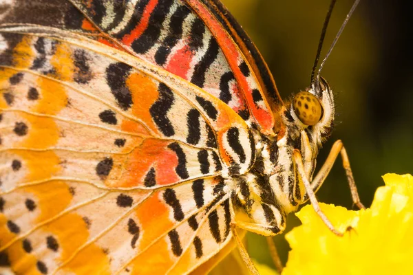 Butterfly on Flower — Stock Photo, Image