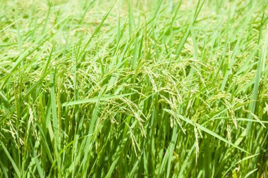 pirinç tarlaları pirinç