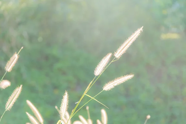 Flores de hierba — Foto de Stock