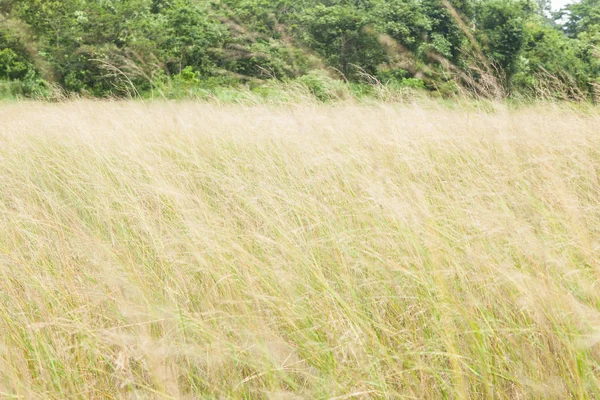 Bunga rumput — Stok Foto