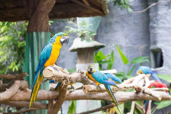 Papagaios coloridos estão nos ramos . — Fotografia de Stock