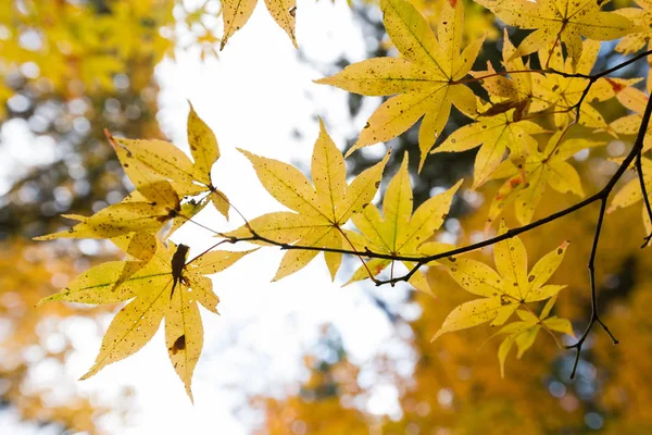 日本の秋の色の変更 — ストック写真