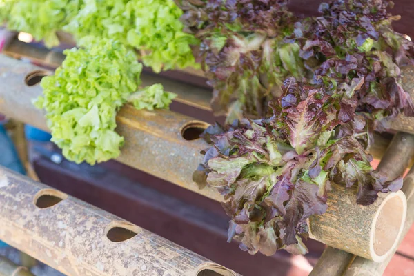 Organický pěstovala zelenina — Stock fotografie