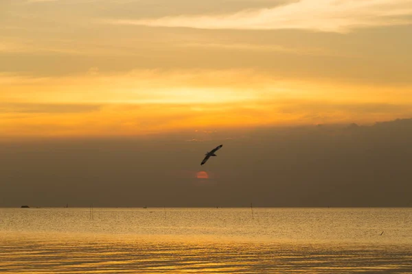 Letící pták, v moři — Stock fotografie