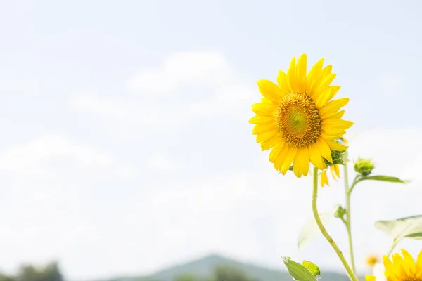 Girasol en plena floración . — Foto de Stock