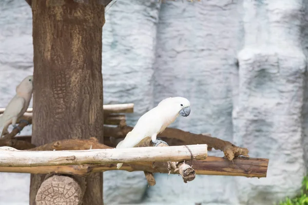 A white parrot — Stock Photo, Image