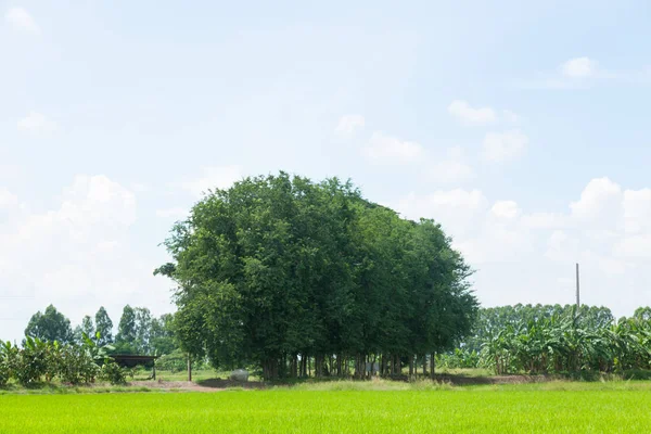 Velký strom v poli — Stock fotografie