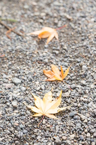 Fall leaves on the floor
