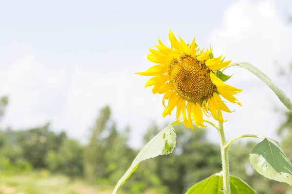 Sunflower in full bloom. — Stock Photo, Image