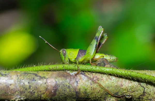 Kobylka na větvičku — Stock fotografie