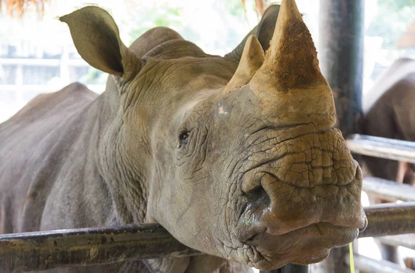 Rinoceronte en el zoológico — Foto de Stock