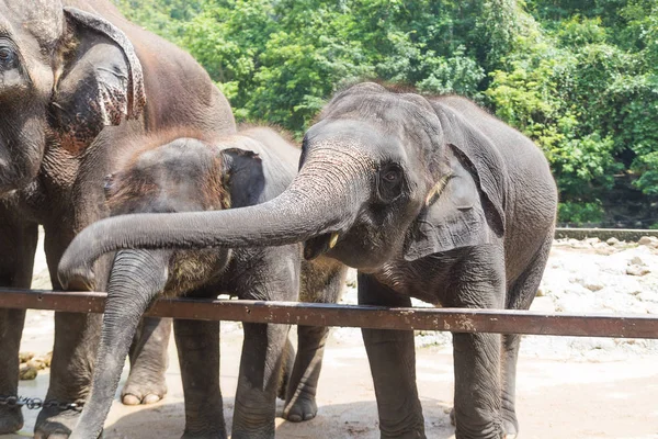 Wild elephant in animal park — Stock Photo, Image