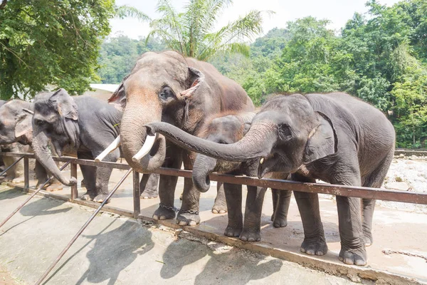 Wild elephant in animal park — Stock Photo, Image