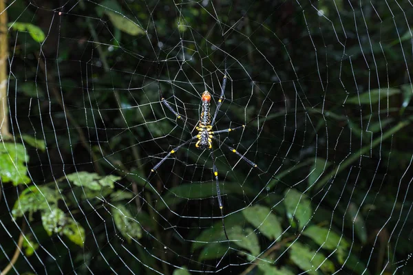 Spider attend les appâts. — Photo