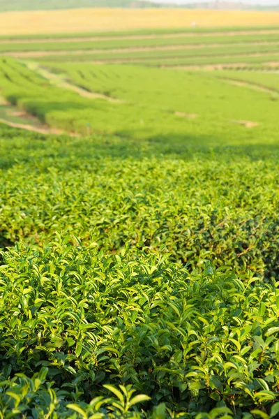 Fazenda de chá em terra — Fotografia de Stock