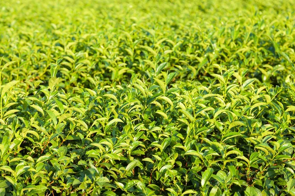Τσάι αγρόκτημα στη γη — Φωτογραφία Αρχείου
