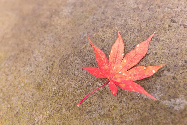 Folhas de outono no japão — Fotografia de Stock