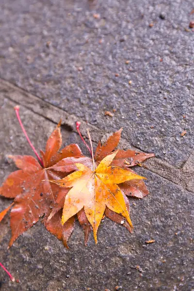 Daun musim gugur di Jepang. — Stok Foto