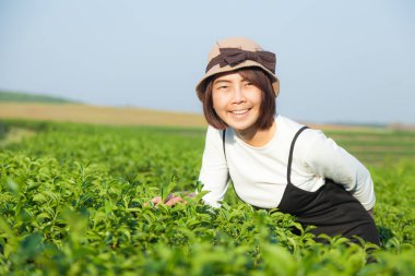 Çay plantasyon içinde Asyalı kadın