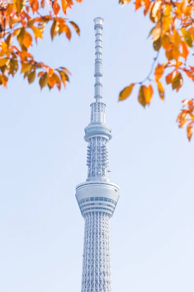 Tokyo, Japonya - 14 Kasım 2016, Tokyo gökyüzü ağaç. — Stok fotoğraf
