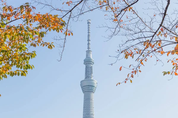 Tokyo, Japonya - 14 Kasım 2016, Tokyo gökyüzü ağaç. — Stok fotoğraf