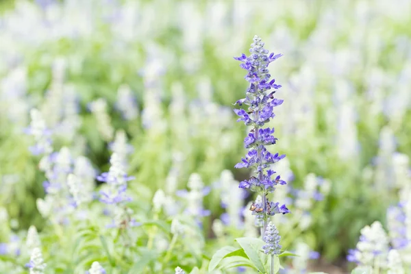 Лавандовые цветы в поле — стоковое фото