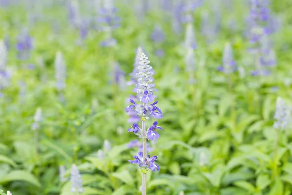 フィールド内のラベンダー花 — ストック写真