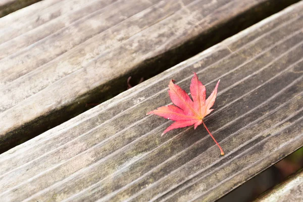 秋の紅葉が、冬に色を変更します。 — ストック写真