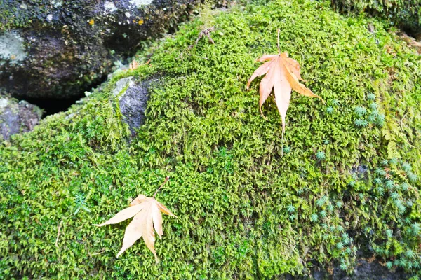 Podzimní listy změní barvu — Stock fotografie