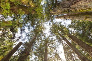 Çam ağaçları sonbahar renk değişikliği.