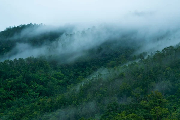 Niebla en el bosque —  Fotos de Stock